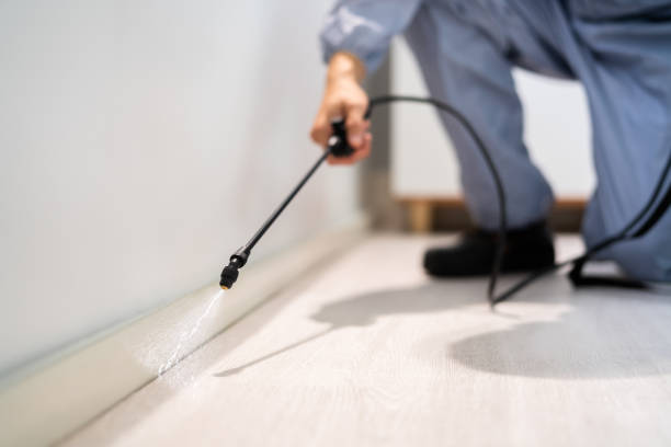 Licensed Ant Control service in Roma, TX - Show Me Pest Control