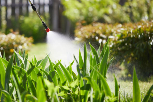 24/7 Emergency Ant Control experts in Roma, TX