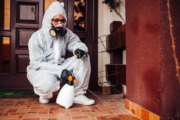 Reliable Ant Control contractor in Roma, TX by Show Me Pest Control